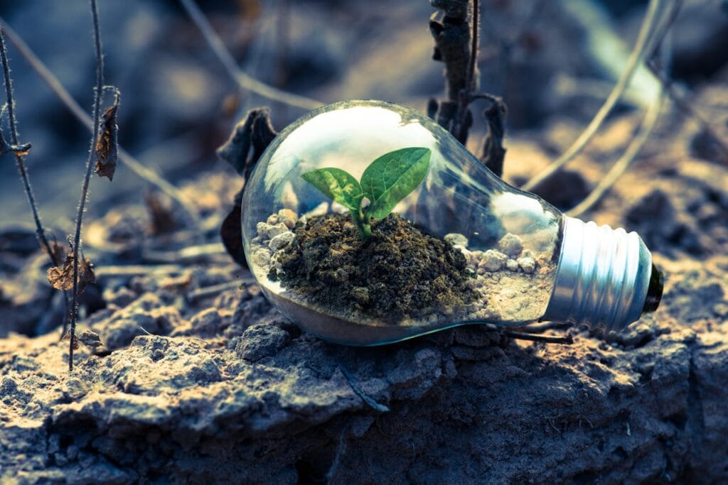 Clear light bulb planted on gray rock